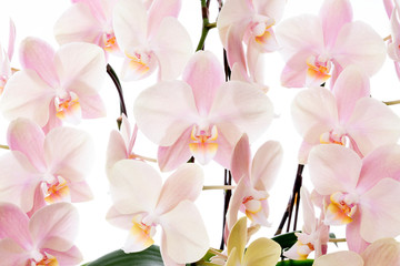 Beautiful orchid flower on white background   胡蝶蘭 - obrazy, fototapety, plakaty