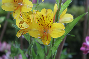 Tenango de las flores