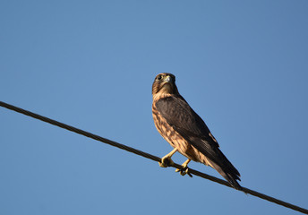 Black Merlin Falcon