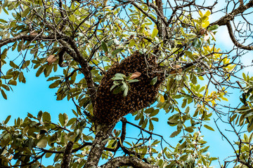 bees in the nest