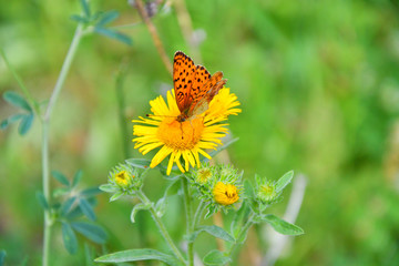 Butterfly on flower