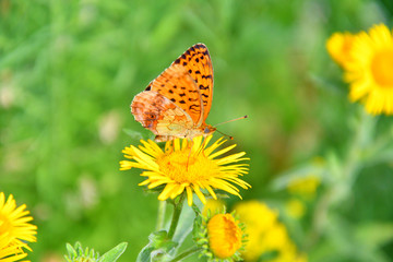 Butterfly on flower