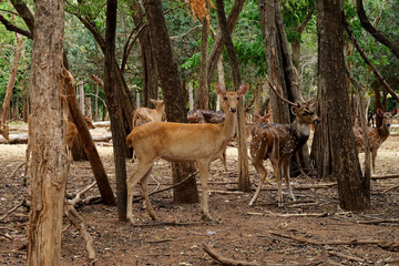 Hog deer or Axis porcinus standing under the tree in zoo background