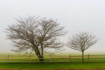 Obraz premium Trees and a fence on a foggy morning, Stowe, Vermont, USA