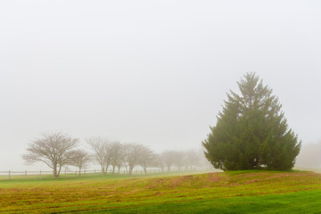 Fototapeta premium Trees and a fence on a foggy morning, Stowe, Vermont, USA