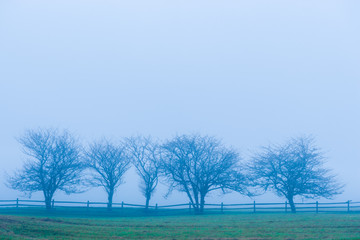 Trees and a fence on a blue foggy morning, Stowe, Vermont, USA