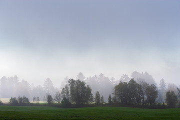 Fog shrouded trees, Stowe, Vermont, USA