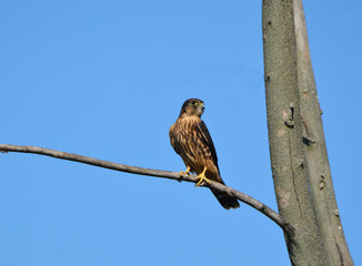 Black Merlin Falcon