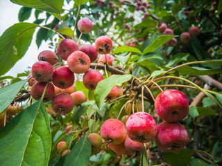 red cherries on the tree