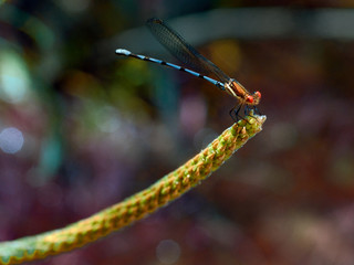 Obraz na płótnie Canvas dragonfly resting on branch with dark green background