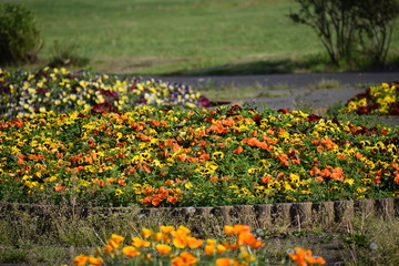 Flowers in the garden 
