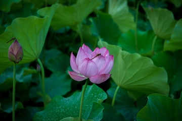  Lotus gets wet with morning dew