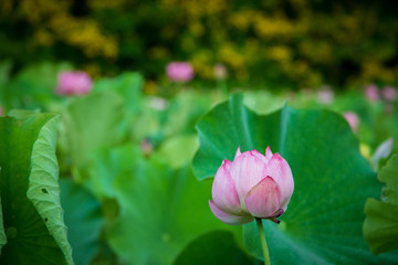  Lotus gets wet with morning dew