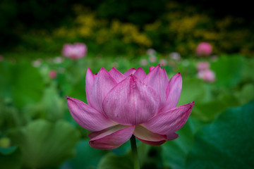 Obraz premium Lotus gets wet with morning dew