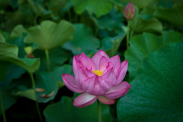 Obraz premium Lotus gets wet with morning dew