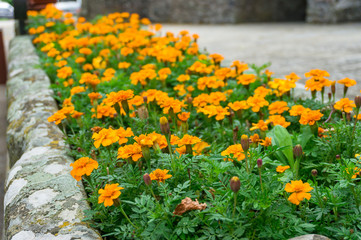 Closeup of marigold flowers in flowerbed. Urban places decoration