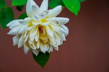 White rose orange background There is a beautiful bright text space.