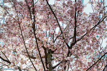 Obraz premium Amazing cherry blossoms in Asia. Beautiful flower domes. Sakura, beautiful tree in Singapore.