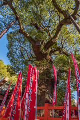  Sumiyoshi Taisha of Osaka Prefecture