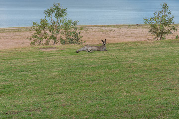 Australian Eastern Grey kangaroo resting on green grass