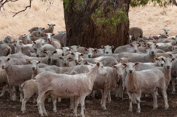Fototapeta premium Flock of sheered sheep standing in the shade of tree