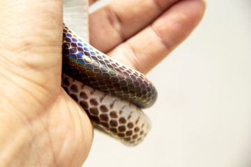 close up body scales of Sunbeam snake ( Xenopeltis unicolor ) at hand are smooth and have shiny iridescent when reflecting sunlight.
