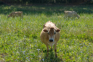 Jersey cow grazing on the paddock with herd on the background