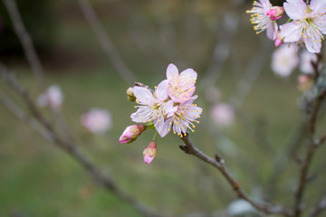Flores, Sakura, Flor de Cerejeira, Orquídea