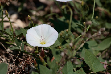 Hedge false Close up of bindweed plant.