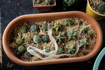 The snake molts in the pot sapling cactus at the nursery in the rainy season.