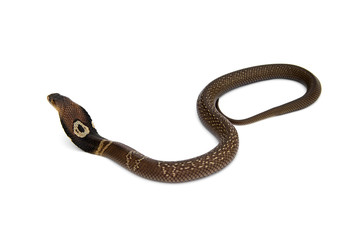 Back of Little snake venomous Monocled Siamese cobra baby (Naja kaouthia) circle shaped asterisk isolated on white background.