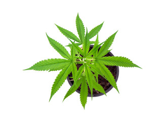 Top view of plants Cultivation Marijuana tree. Cannabis seedlings sativa in black plastic pots...