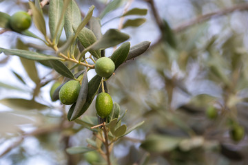 Olives on a branch of an olive tree. Detail close-up of green fruit olives with selective focus and shallow depth of field.