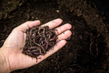 Background of Many earthworms African Night Crawler (AF) on hand. Raising Worm Composting from cow dung is good quality natural organic fertilizer for agriculture.