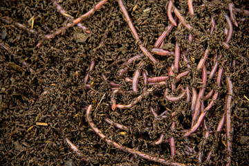 Copy space Background of Many earthworms African Night Crawler (AF). Raising Worm Composting from cow dung is ecological products for organic farming.