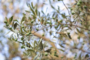 Olives on a branch of an olive tree. Detail close-up of green fruit olives with selective focus and shallow depth of field