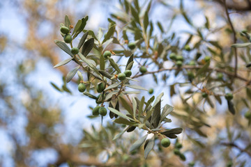 Olives on a branch of an olive tree. Detail close-up of green fruit olives with selective focus and shallow depth of field
