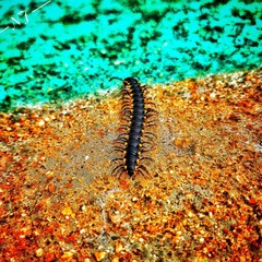 Centipede crawl