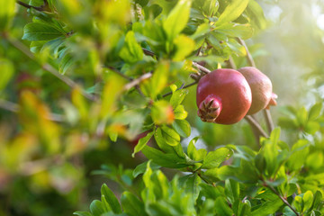 Ripe pomegranate tree is growing in garden garden. Tree branch with fresh pomegranate