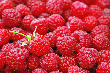 Bright colorful food background of red delicious raspberry pile, one berry with fruit stem, selective focus