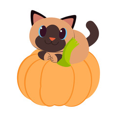 The cute cat with the pumpkin. The character cartoon of cute cat play with the pumpkin. The cat look happy. The character of cute cat in the flat vector style