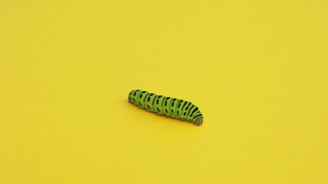 Green caterpillar swallowtail crawls on yellow paper background.