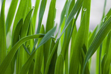 Obraz premium Fresh green grass with water drops of dew, beautiful meadow macro scene of nature purity, harmony and elegance, summer artistic background in soft morning sunlight
