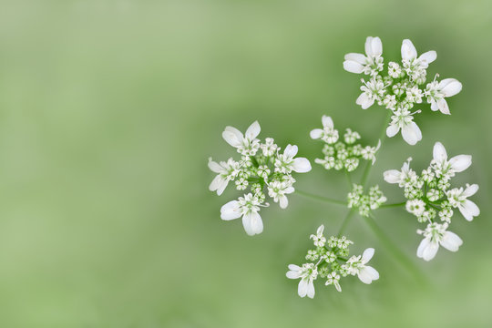 Meadow small white flowers on foggy blurred light green background, soft focus, delicate macro floral landscape in pastel tones, free copy space