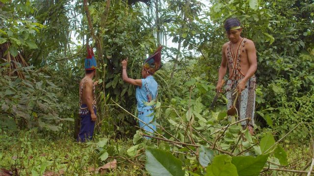 Amazonian Indigenous Man Cutting Sticks Of Ayahuasca In Ecuador