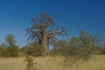 Large Baobab tree, Botswana, Africa.