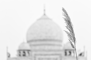 Taj Mahal dome with a leaf as foreground - 282172293