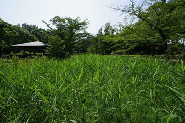 猿江恩賜公園の風景