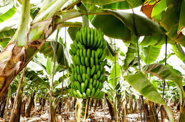 Banana plantation Tenerife, Canary Islands © underworld