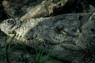 Fototapeta premium cocodrilo